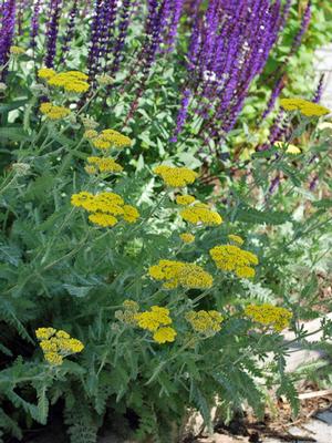 Achillea Moon Dust™