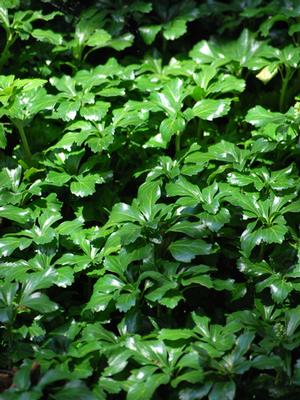 Green Sheen Japanese Spurge, Pachysandra terminalis 'Green Sheen