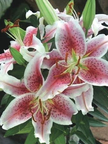 Lámina Botánica Lilium Stargazer