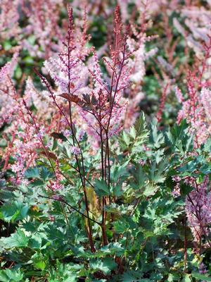 18 Astilbe Delft Lace - Live Plants - aka Dwarf Plume Flower - a deep outlets salmon-pink, opens to soft apricot-pink blooms with red stems.