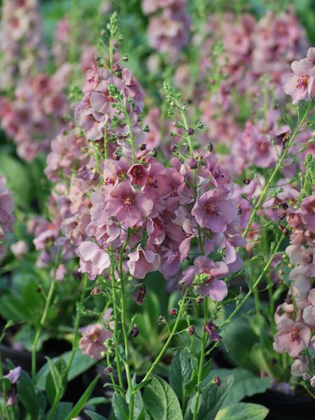 Verbascum X Plum Smokey Mullein Perennial Farm Marketplace