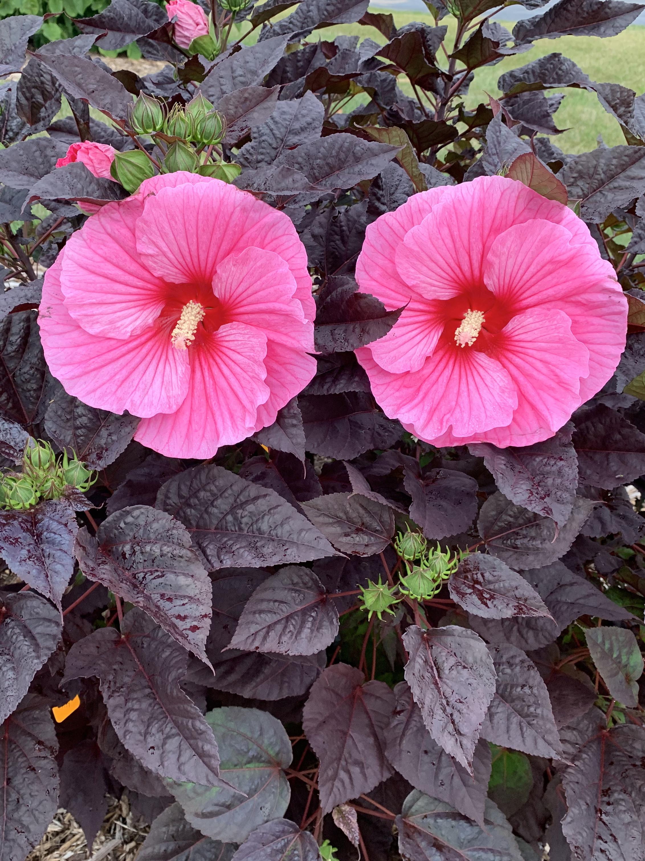 Hibiscus ‘Edge Of Night’ (Summerific® Hardy Hibiscus) – Perennial Farm ...