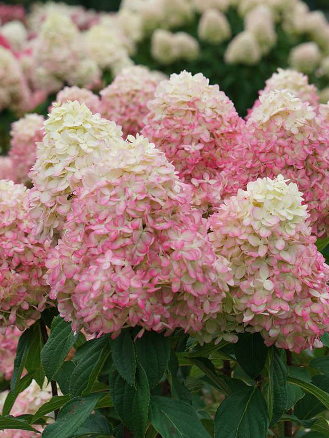 Hydrangea P. Limelight Prime® (panicle Hydrangea) – Perennial Farm 