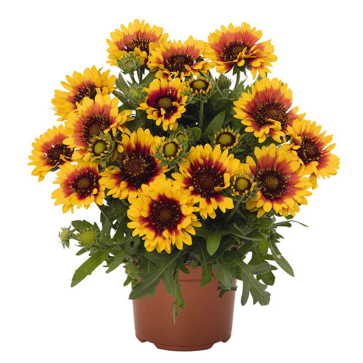 Gaillardia Spintop™ ‘Red Starburst’ (Blanket Flower)