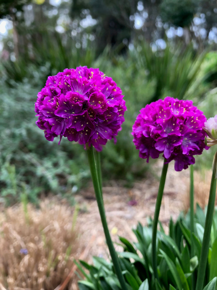 Armeria x. Dreameria® ‘Vivid Dreams’ (Thifts, Sea Pinks)