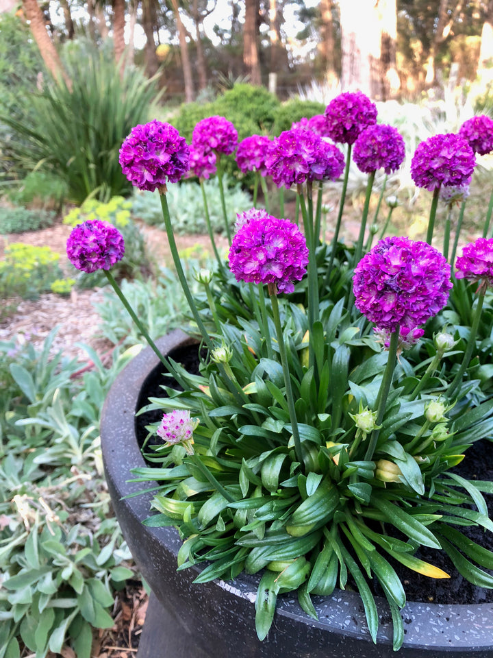 Armeria x. Dreameria® ‘Vivid Dreams’ (Thifts, Sea Pinks)