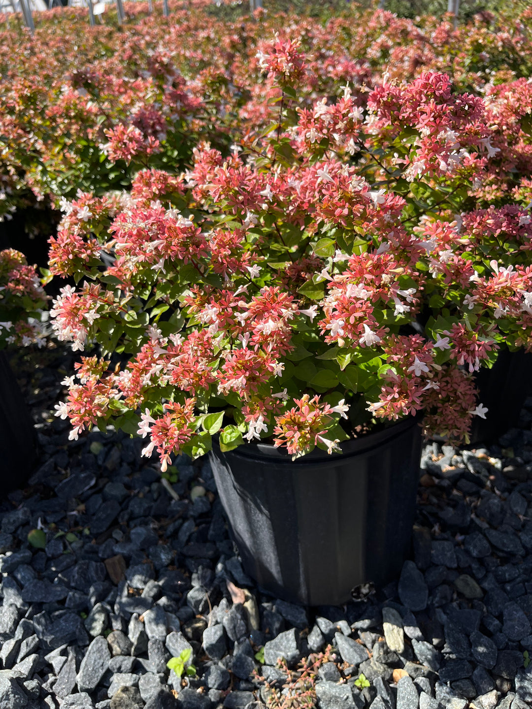 Abelia red 'Rose Creek' (Abelia)