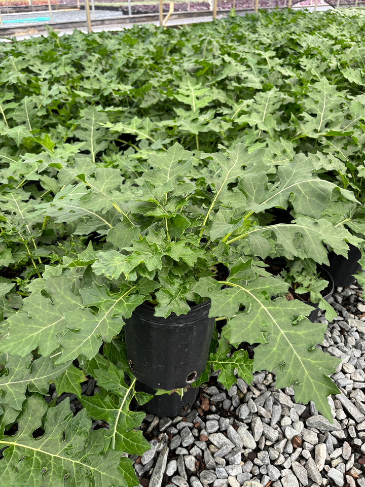 Acanthus x mollis 'Morning Candle' (Bear's Breeches)