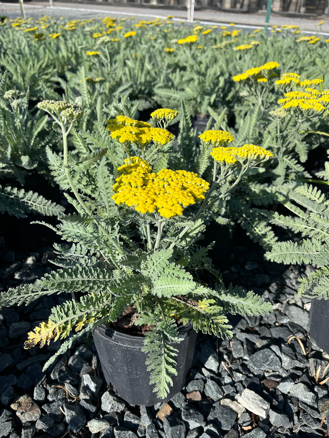 Achillea x 'Moonshine' (Yarrow)