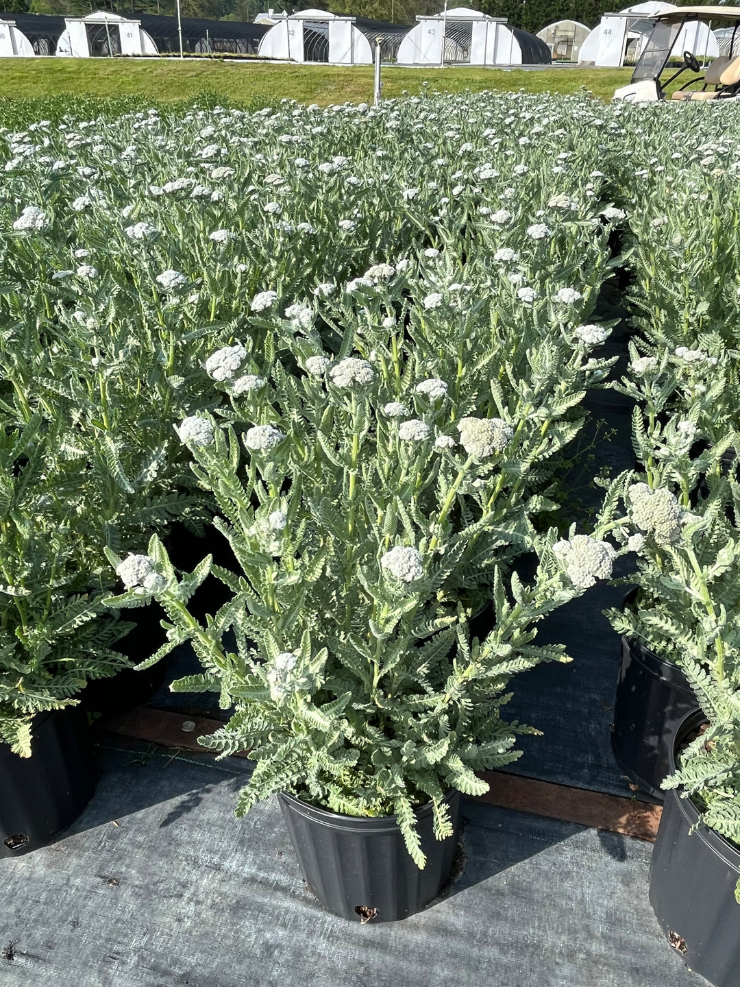 Achillea x 'Moonshine' (Yarrow)