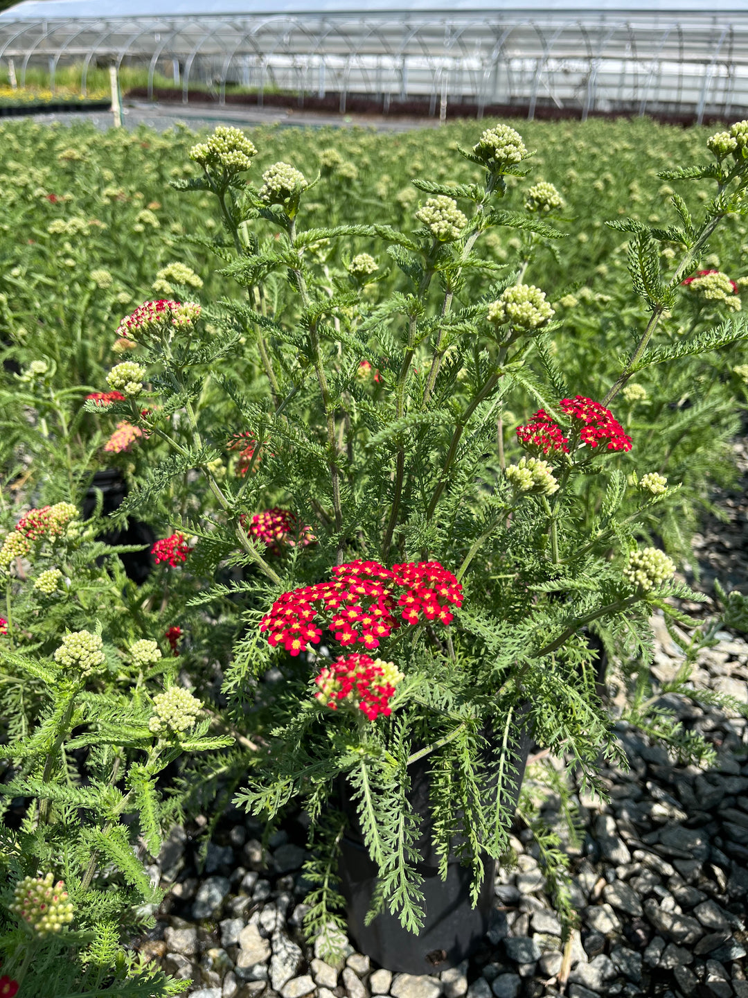 Achillea millefolium 'Paprika' (Yarrow)