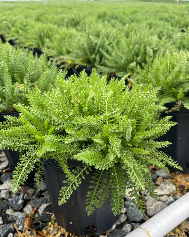 Achillea millefolium 'Pomegranate' (Yarrow)