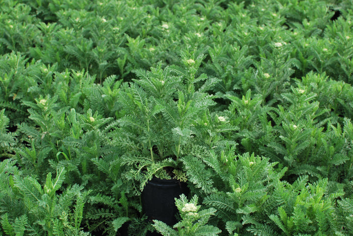 Achillea millefolium 'Strawberry Seduction' (Yarrow)