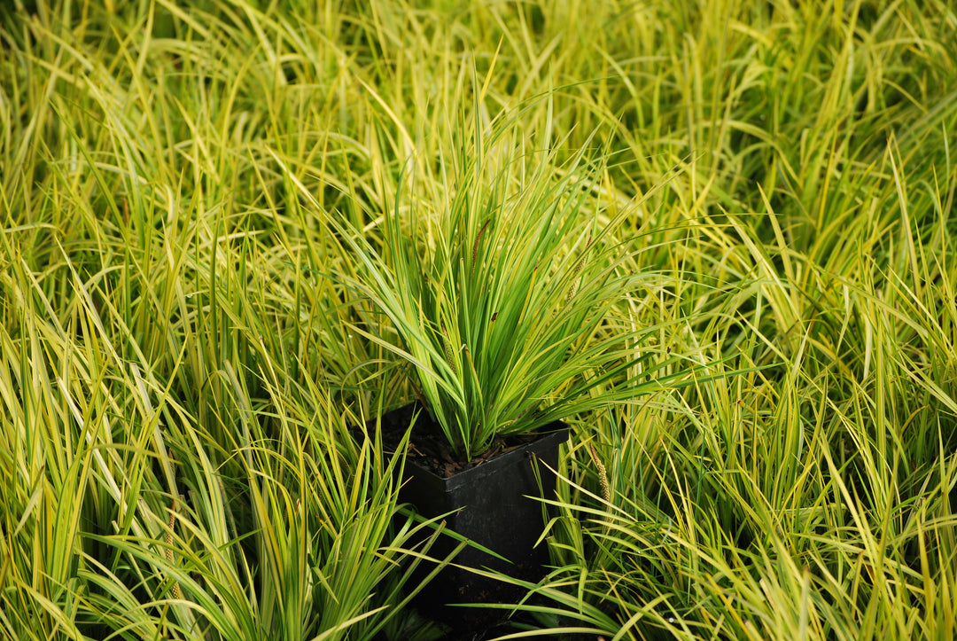 Acorus gramineus 'Ogon' (Golden Variegated Sweet Flag)