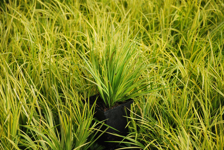 Acorus gramineus 'Ogon' (Golden Variegated Sweet Flag)