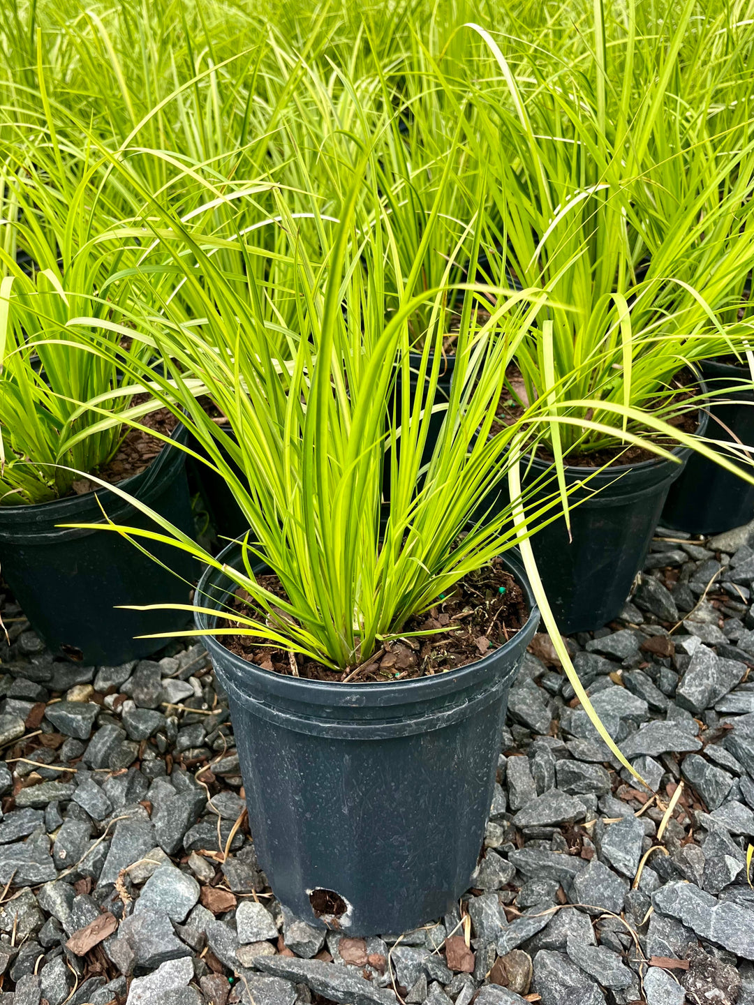 Acorus gramineus 'Ogon' (Golden Variegated Sweet Flag)