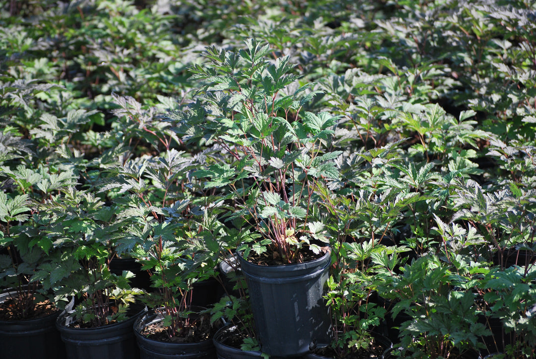 Actaea ramosa 'Brunette' (Snakeroot)