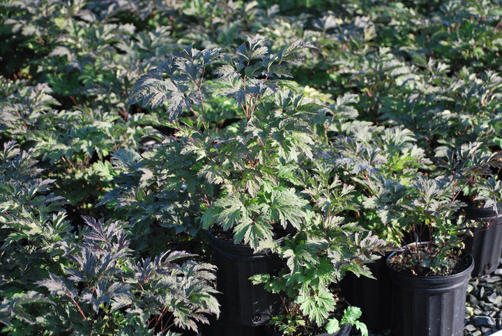 Actaea ramosa 'Brunette' (Snakeroot)