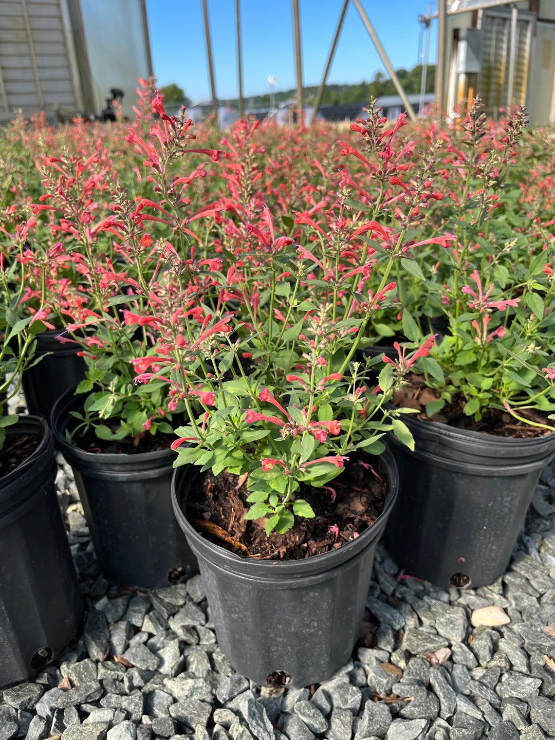 Agastache x Kudos™ Coral (Dwarf Hummingbird Mint)