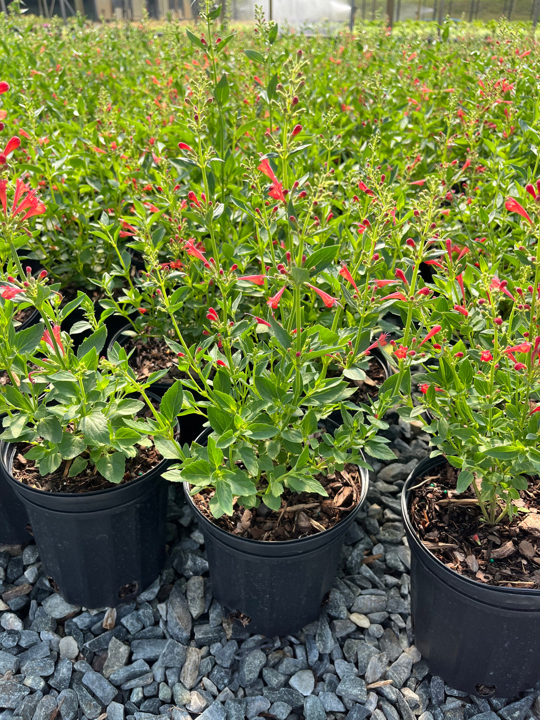 Agastache x Kudos™Red (Dwarf Hummingbird Mint)