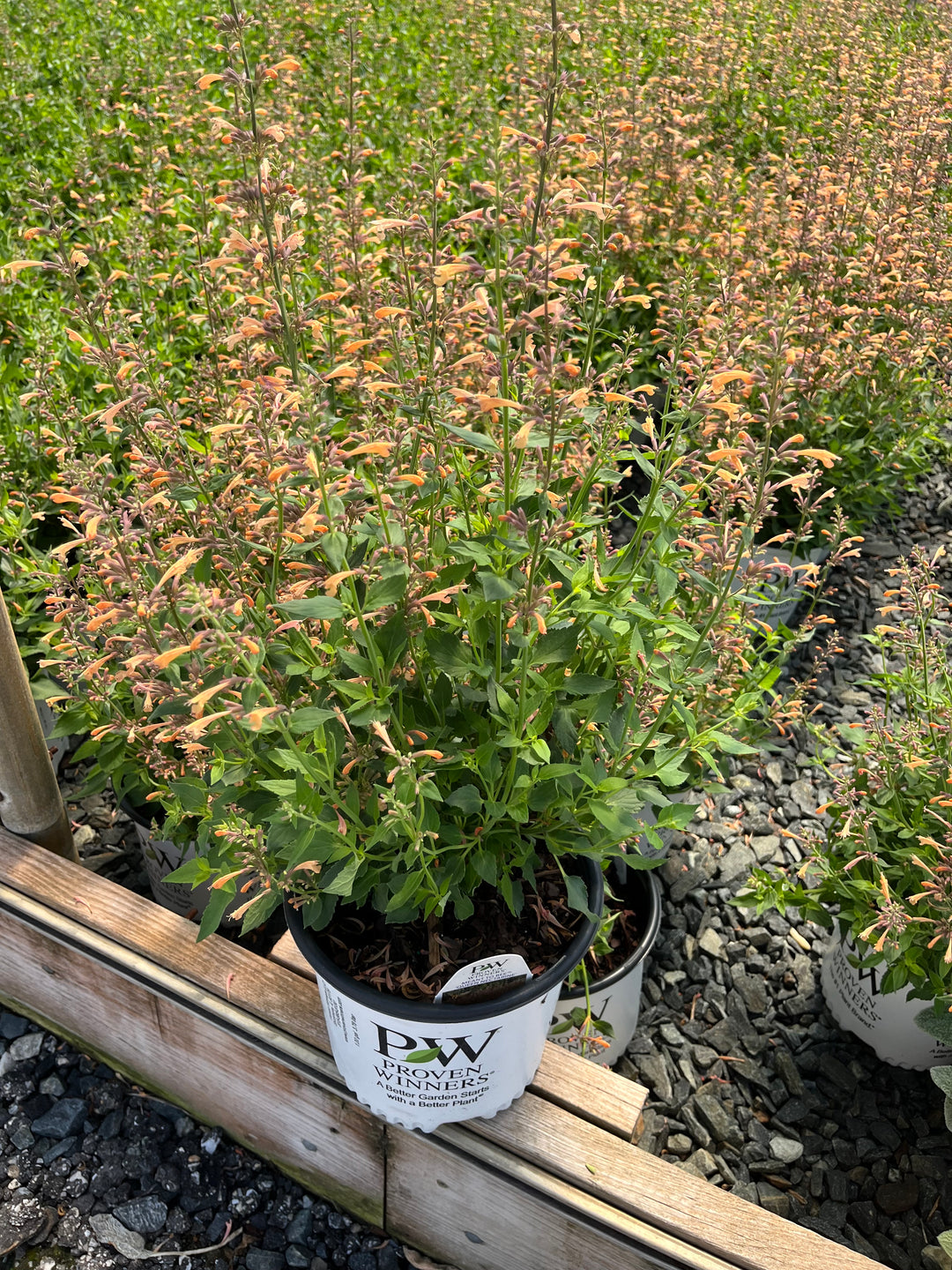 Agastache Meant to Bee™ 'Queen Nectarine' (Hummingbird Mint)