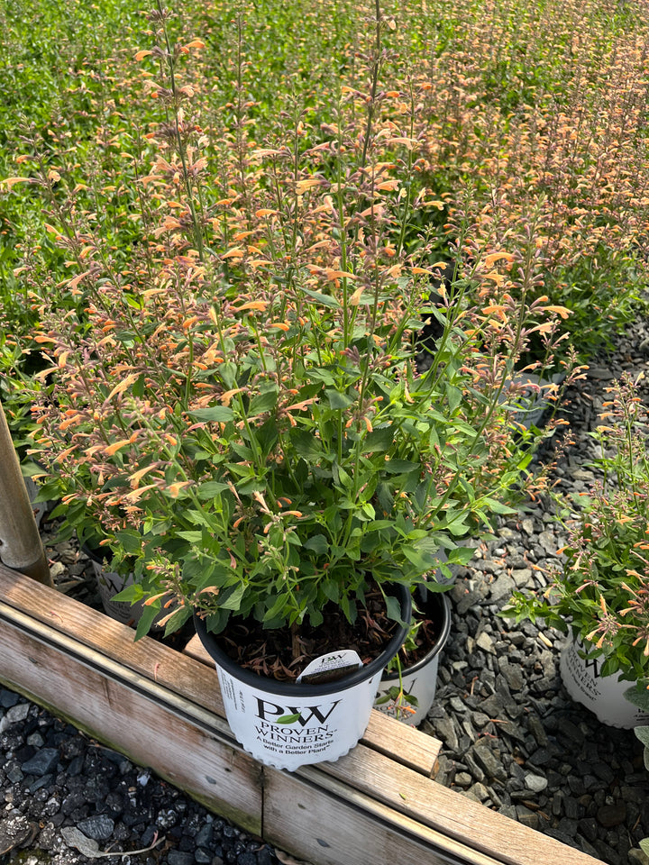 Agastache Meant to Bee™ 'Queen Nectarine' (Hummingbird Mint)