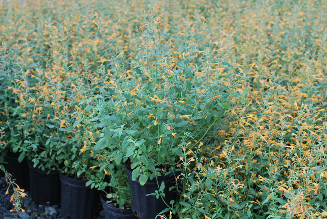 Agastache aurantiaca 'Tango' (Hummingbird Mint)