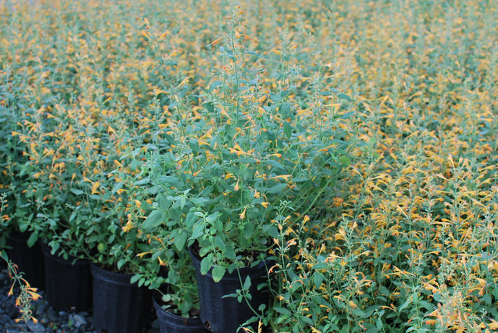 Agastache aurantiaca 'Tango' (Hummingbird Mint)