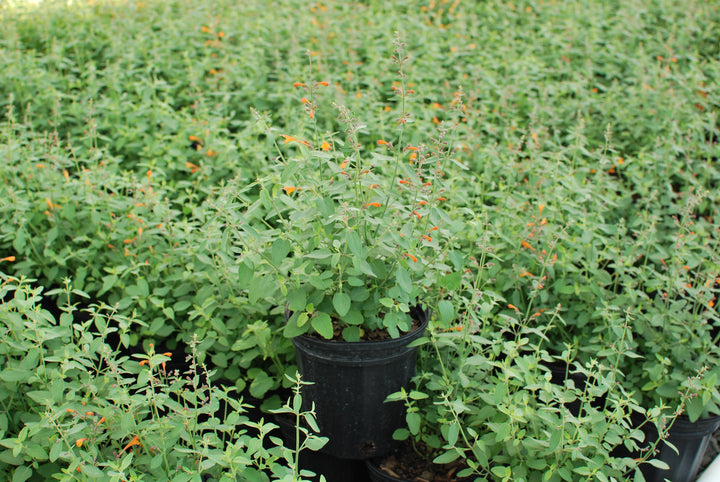 Agastache aurantiaca 'Tango' (Hummingbird Mint)