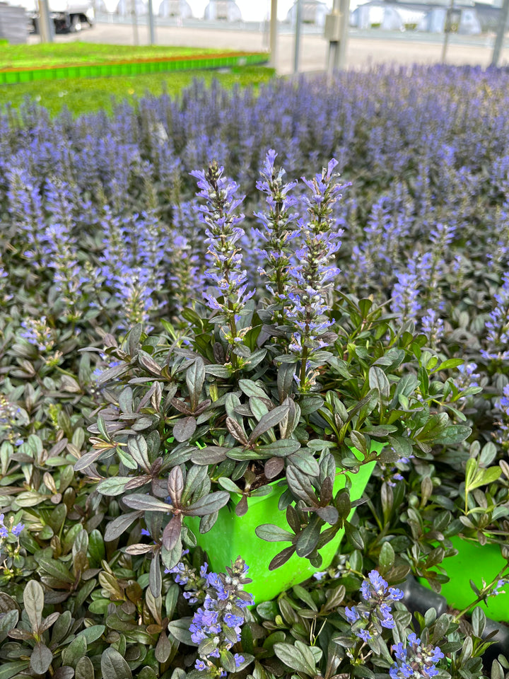 Ajuga reptans 'Chocolate Chip' (Dwarf Bugle Weed)