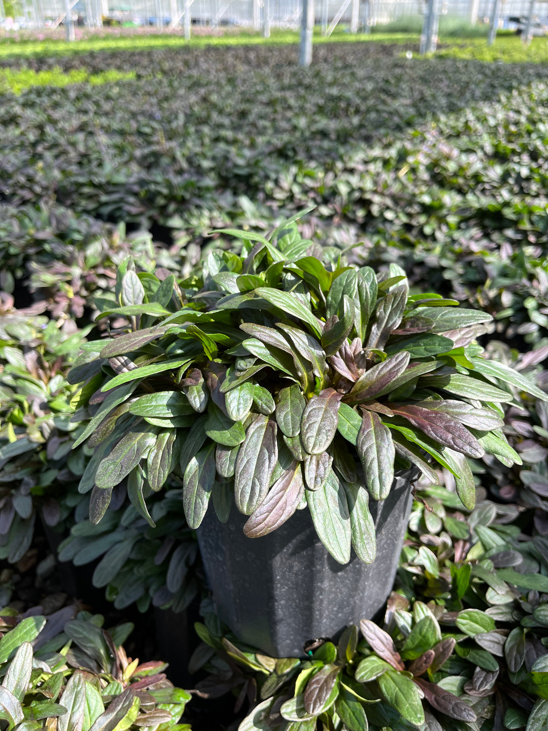 Ajuga reptans 'Chocolate Chip' (Dwarf Bugle Weed)