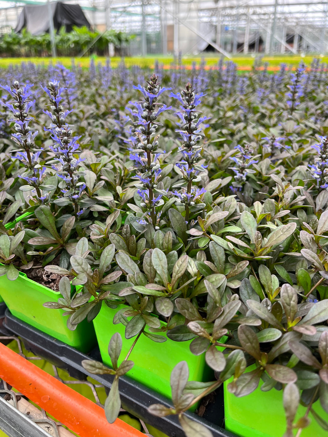 Ajuga reptans 'Chocolate Chip' (Dwarf Bugle Weed)