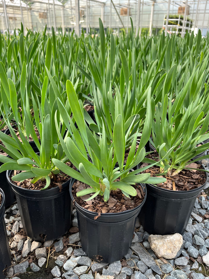 Allium ‘Bubble Bath’ (Ornamental Onion)