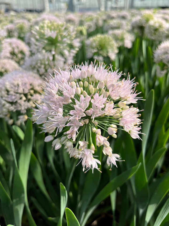 Allium ‘Bubble Bath’ (Ornamental Onion)