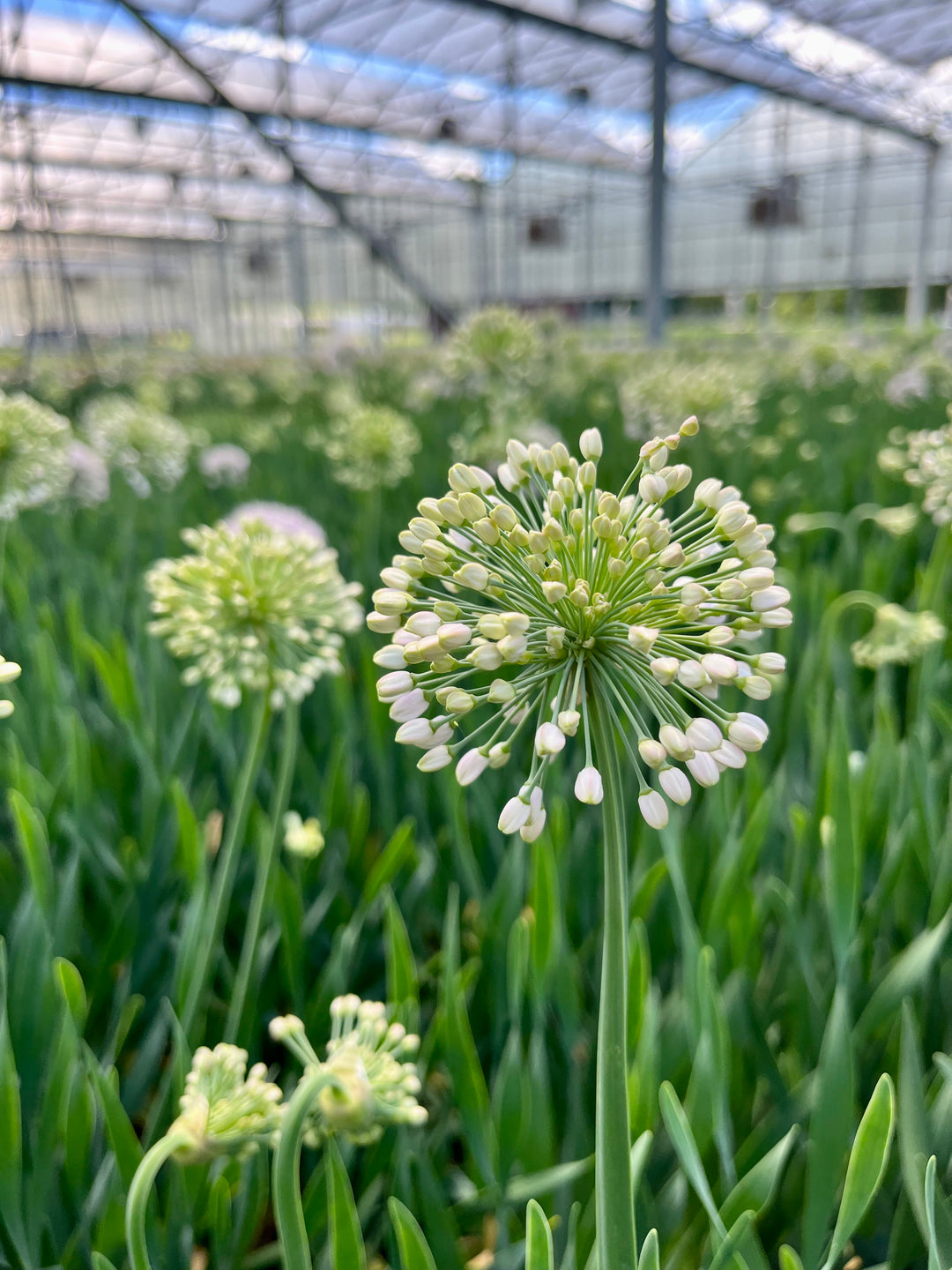 Allium ‘Bubble Bath’ (Ornamental Onion)