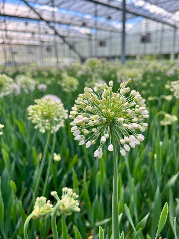 Allium ‘Bubble Bath’ (Ornamental Onion)