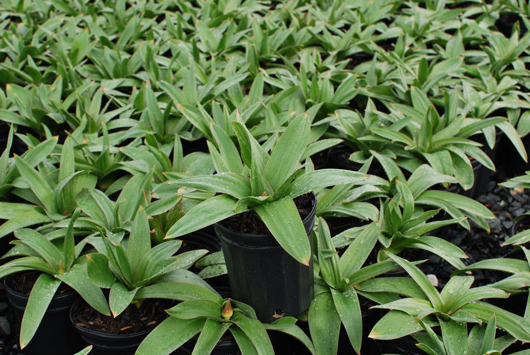 Allium 'Globemaster' (Ornamental Onion)