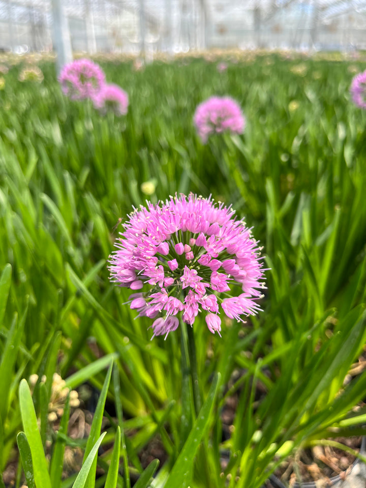 Allium 'Millenium' (Ornamental Onion)