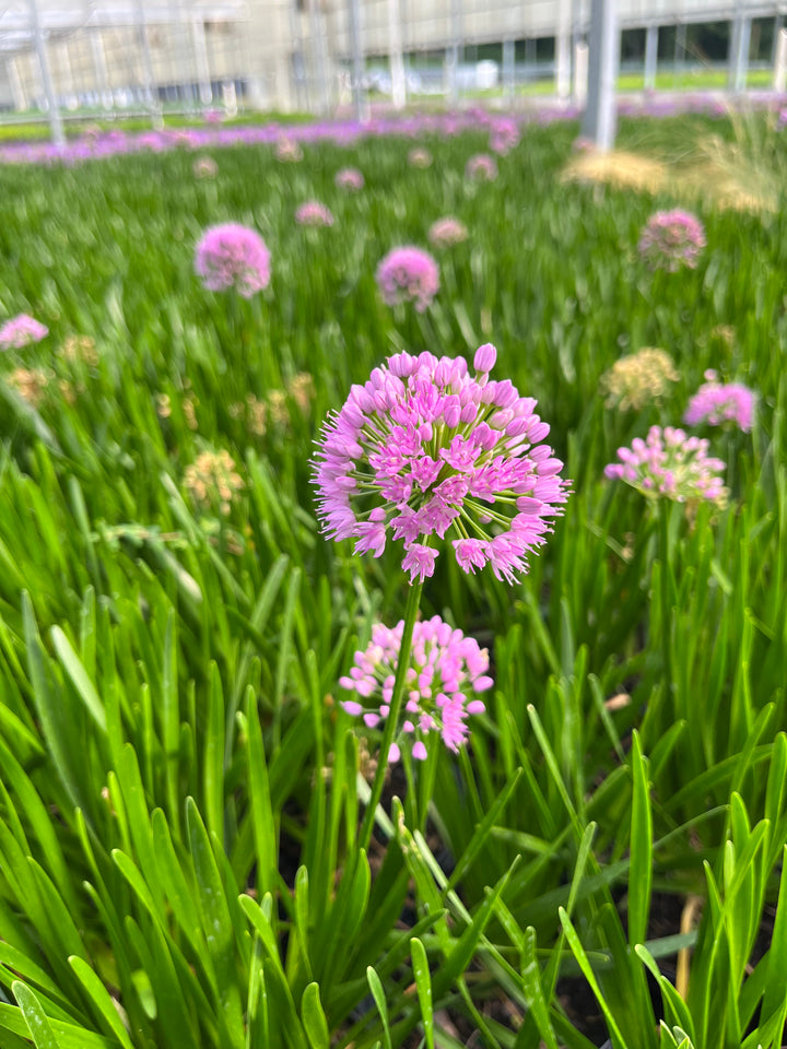 Allium 'Millenium' (Ornamental Onion)