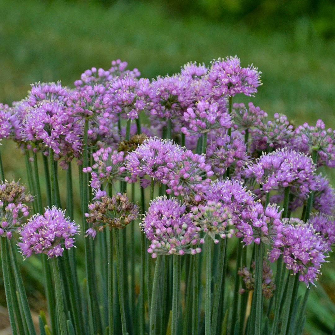 Allium ‘Pincushion’ (Ornamental Onion)