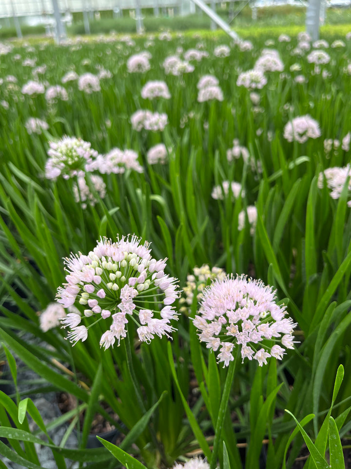 Allium x 'Summer Beauty' (Ornamental Onion)