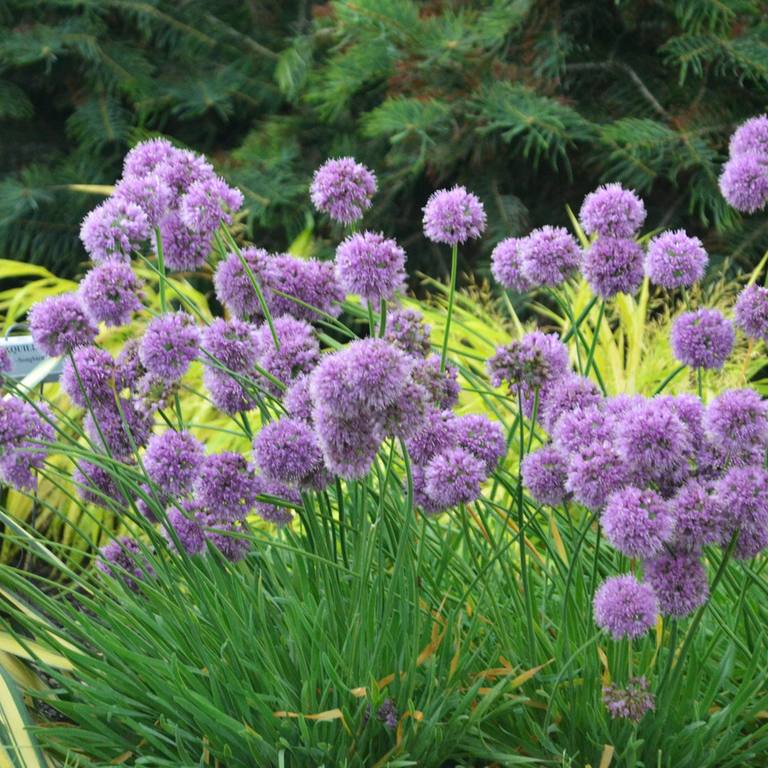 Allium 'Medusa' (Ornamental Onion)