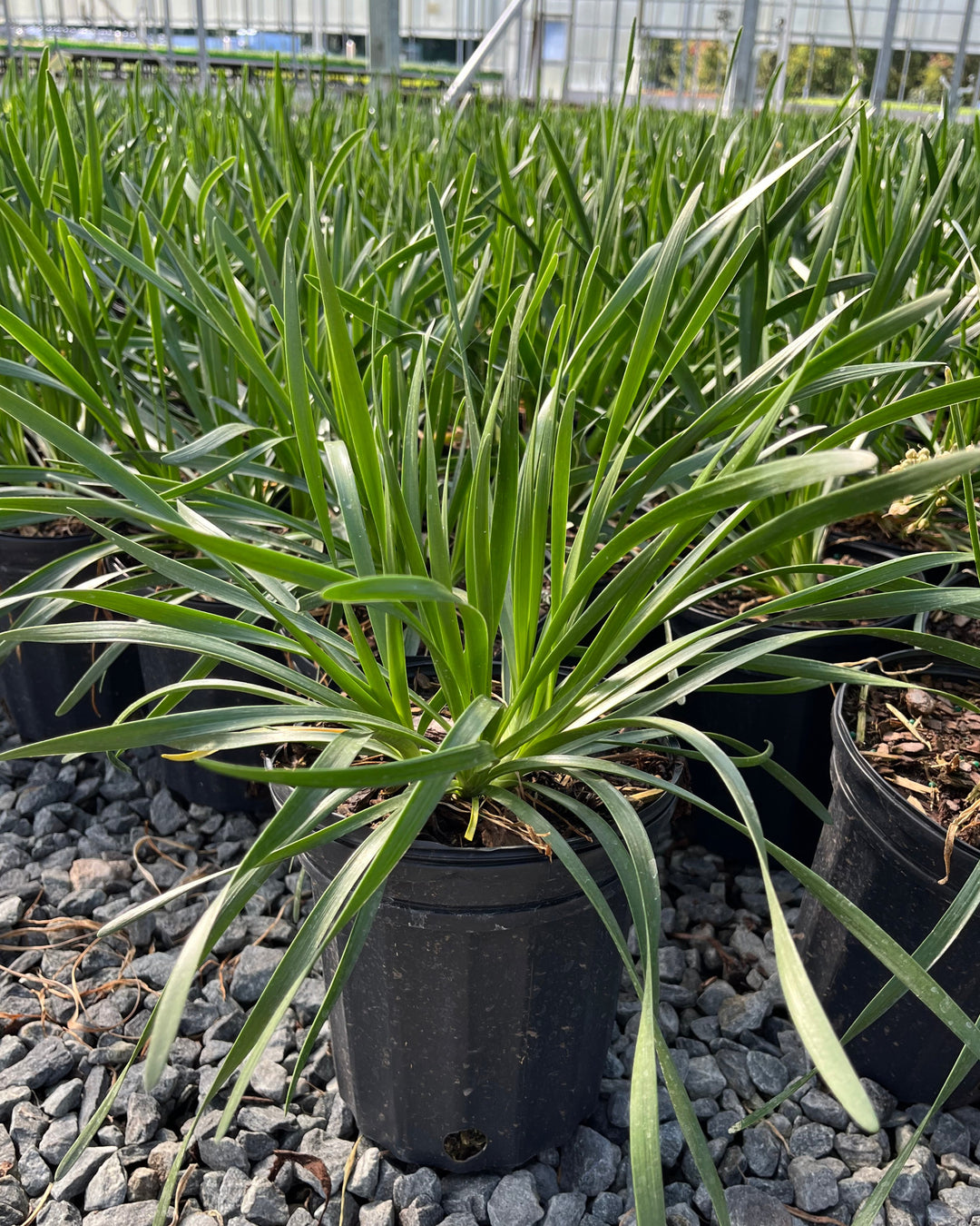 Allium 'Millenium' (Ornamental Onion)