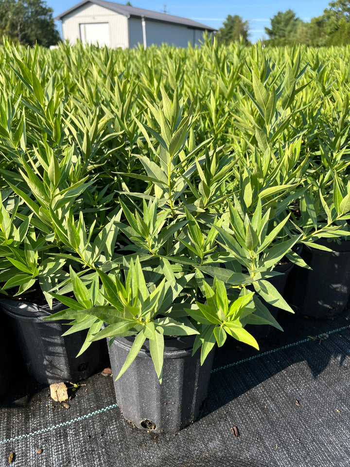 Amsonia x 'Blue Ice' (Bluestar)