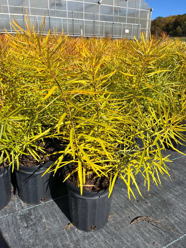 Amsonia x 'Butterscotch™ (Bluestar)