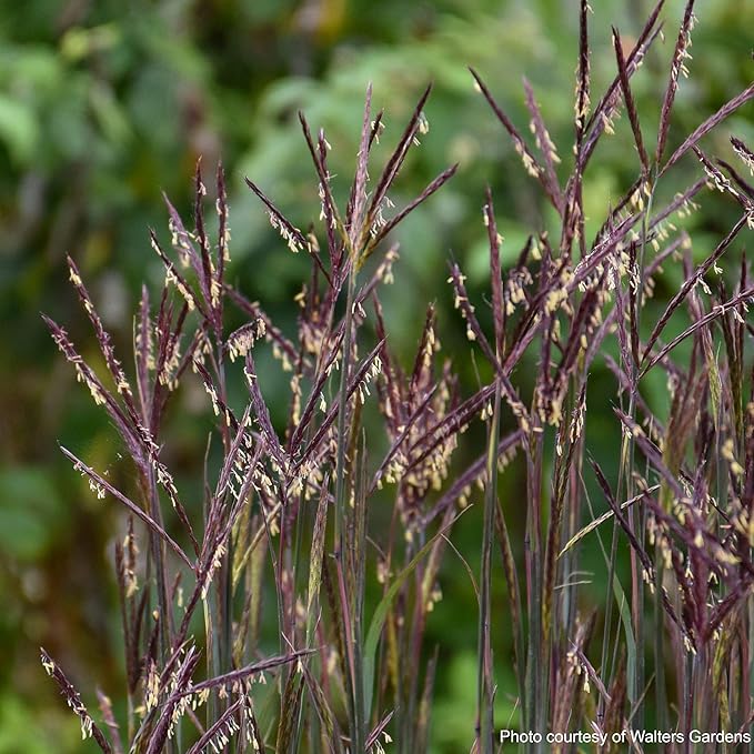 Andropogon g. 'Blackhawks' (Big Bluestem)