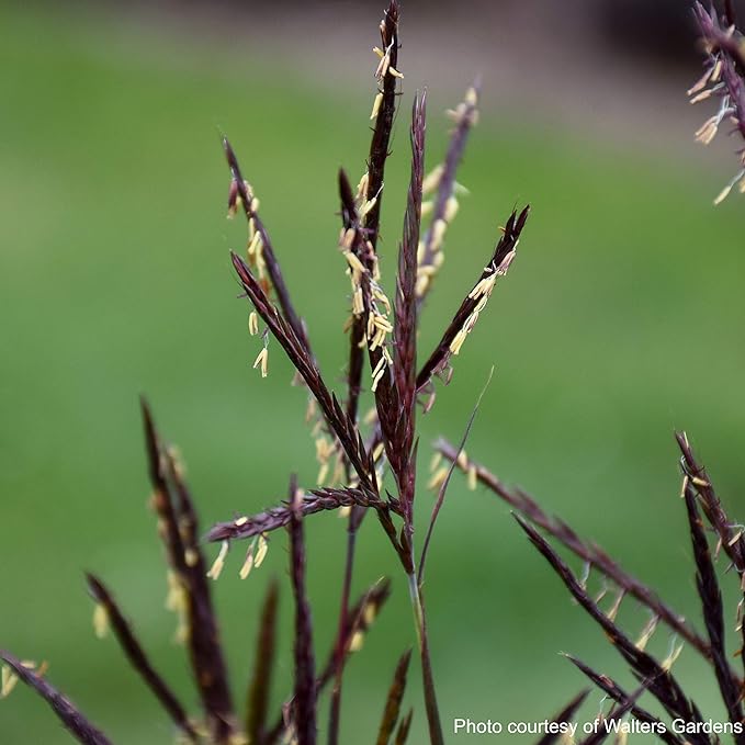 Andropogon g. 'Blackhawks' (Big Bluestem)