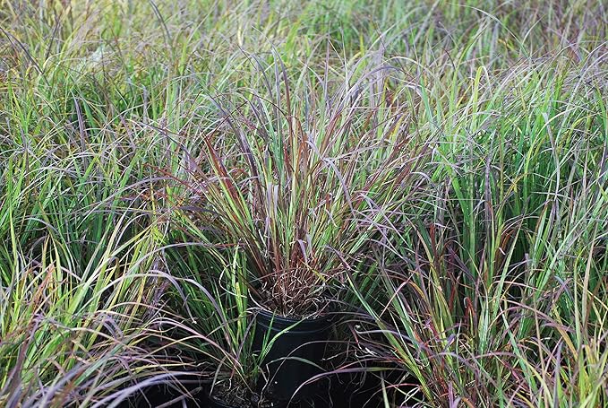 Andropogon g. 'Blackhawks' (Big Bluestem)