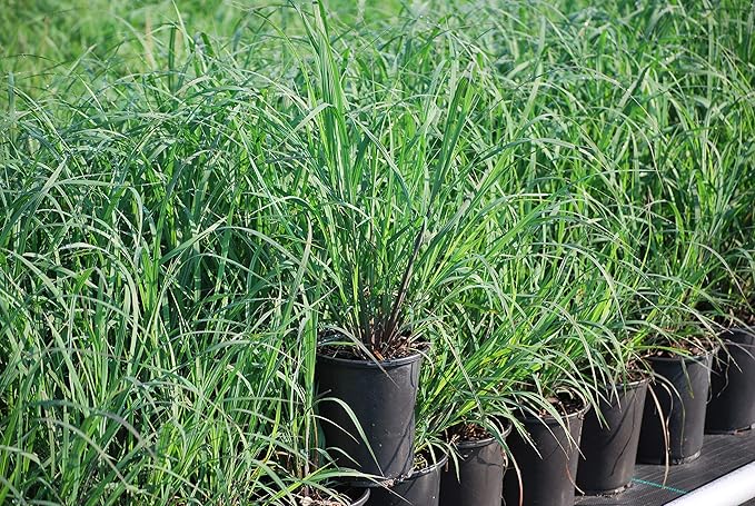 Andropogon g. 'Blackhawks' (Big Bluestem)