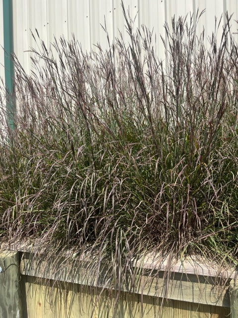 Andropogon g. 'Blackhawks' (Big Bluestem)